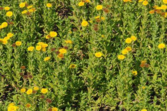 Image of false fleabane