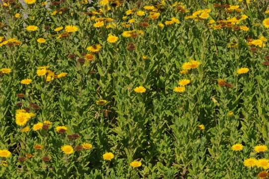 Image of false fleabane