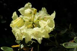 Imagem de Rhododendron campylocarpum Hook. fil.