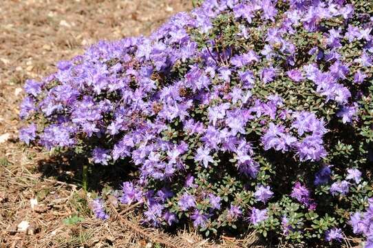 Image of Rhododendron fastigiatum Franch.