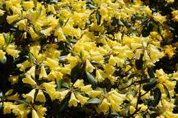 Imagem de Rhododendron xanthocodon Hutchinson