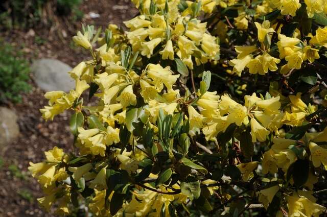 Imagem de Rhododendron xanthocodon Hutchinson