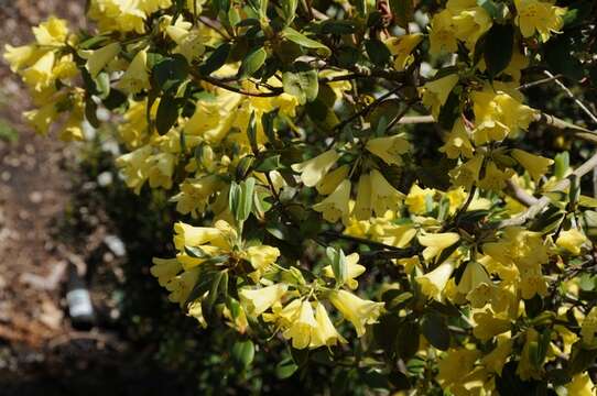 Imagem de Rhododendron xanthocodon Hutchinson