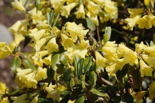 Imagem de Rhododendron xanthocodon Hutchinson