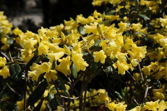 Imagem de Rhododendron xanthocodon Hutchinson