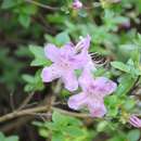 Sivun Rhododendron yedoense poukhanense (Lev.) Sugimoto ex T. Yamaz. kuva