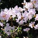 Image de Rhododendron yunnanense Franch.