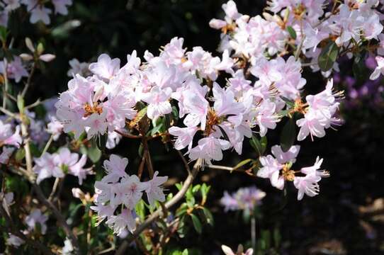 Image of Rhododendron yunnanense Franch.