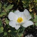 Romneya coulteri Harv. resmi