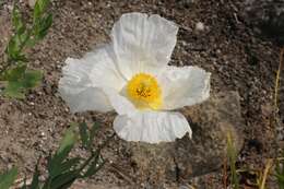 Image of Matilija poppy