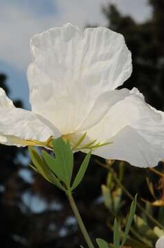 Image of Matilija poppy