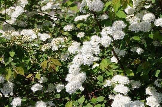 Image of spirea