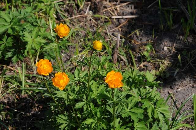 Image of Trollius yunnanensis (Franch.) Ulbr.