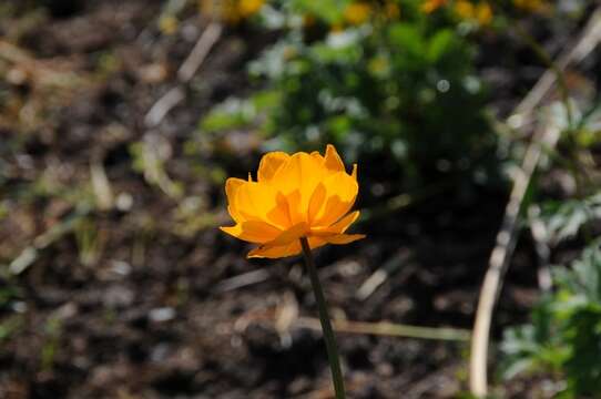 Image of Trollius yunnanensis (Franch.) Ulbr.