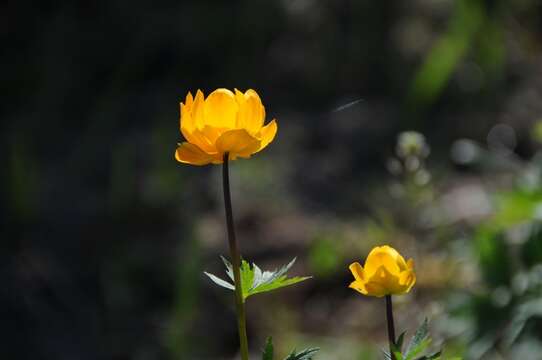 Image of Trollius yunnanensis (Franch.) Ulbr.