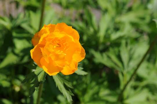 Image of Trollius yunnanensis (Franch.) Ulbr.