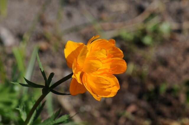 Image of Trollius yunnanensis (Franch.) Ulbr.