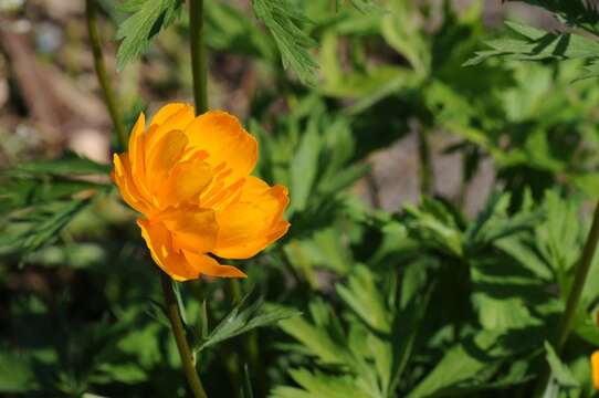 Image of Trollius yunnanensis (Franch.) Ulbr.