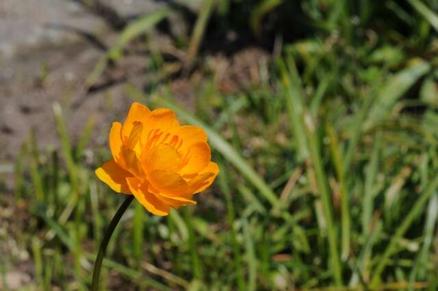 Image of Trollius yunnanensis (Franch.) Ulbr.