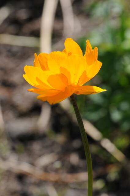 Image of Trollius yunnanensis (Franch.) Ulbr.