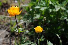 Image of Trollius yunnanensis (Franch.) Ulbr.