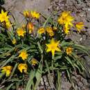 Image of Tulipa sylvestris subsp. australis (Link) Pamp.