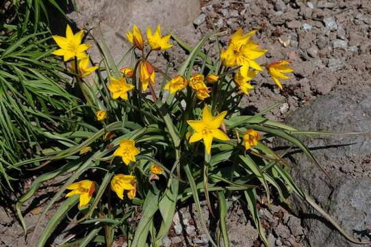 Image of Tulipa sylvestris subsp. australis (Link) Pamp.