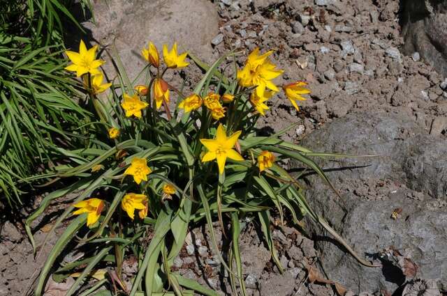 Image of Tulipa sylvestris subsp. australis (Link) Pamp.