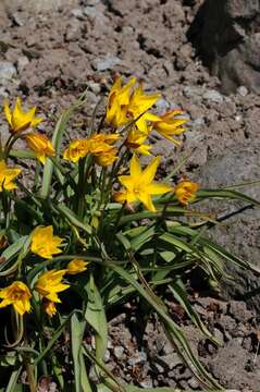 Image of Tulipa sylvestris subsp. australis (Link) Pamp.