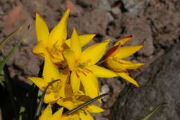 Image of Tulipa sylvestris subsp. australis (Link) Pamp.