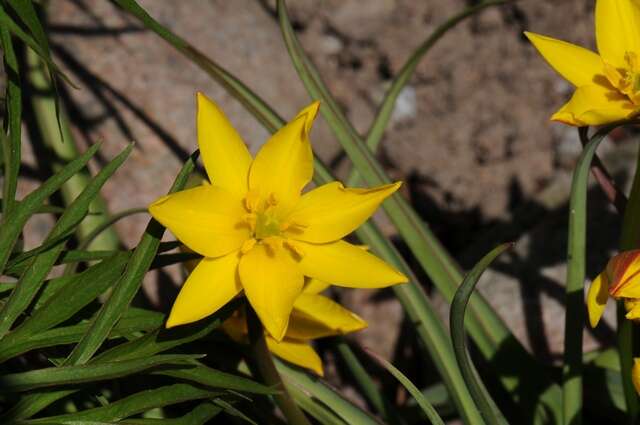 Image of Tulipa sylvestris subsp. australis (Link) Pamp.