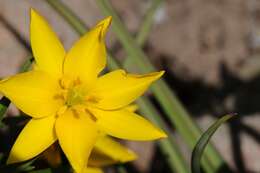 Image of Tulipa sylvestris subsp. australis (Link) Pamp.