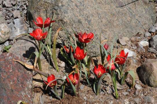 Image of Mountain Tulip