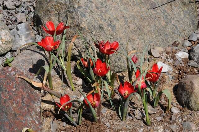 Image of Tulipa montana Lindl.