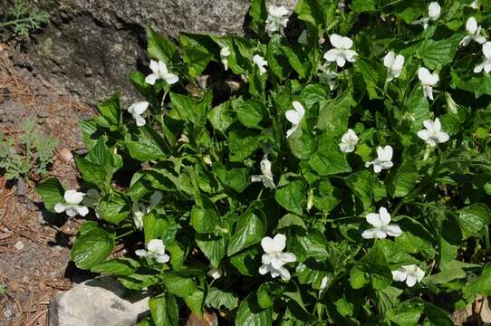 Image of striped cream violet