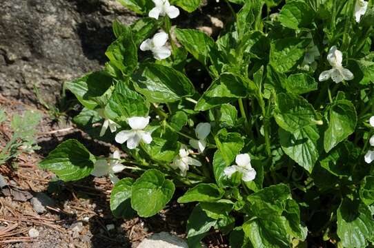 Imagem de Viola striata Ait.