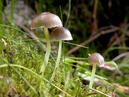 Image of Bonnet Mushroom