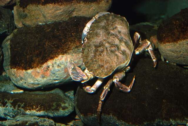 Image of rock crabs