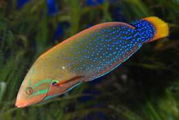 Image of African clown wrasse