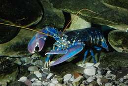 Image of lobster