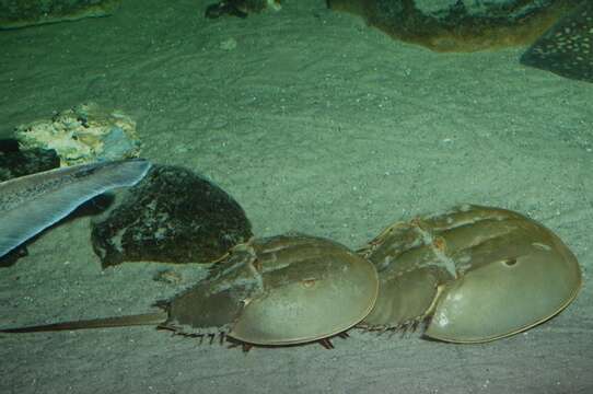 Image of horseshoe crabs
