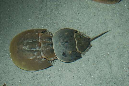 Image of Limulus