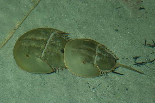 Sivun Limulus kuva