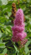 Слика од Spiraea salicifolia L.