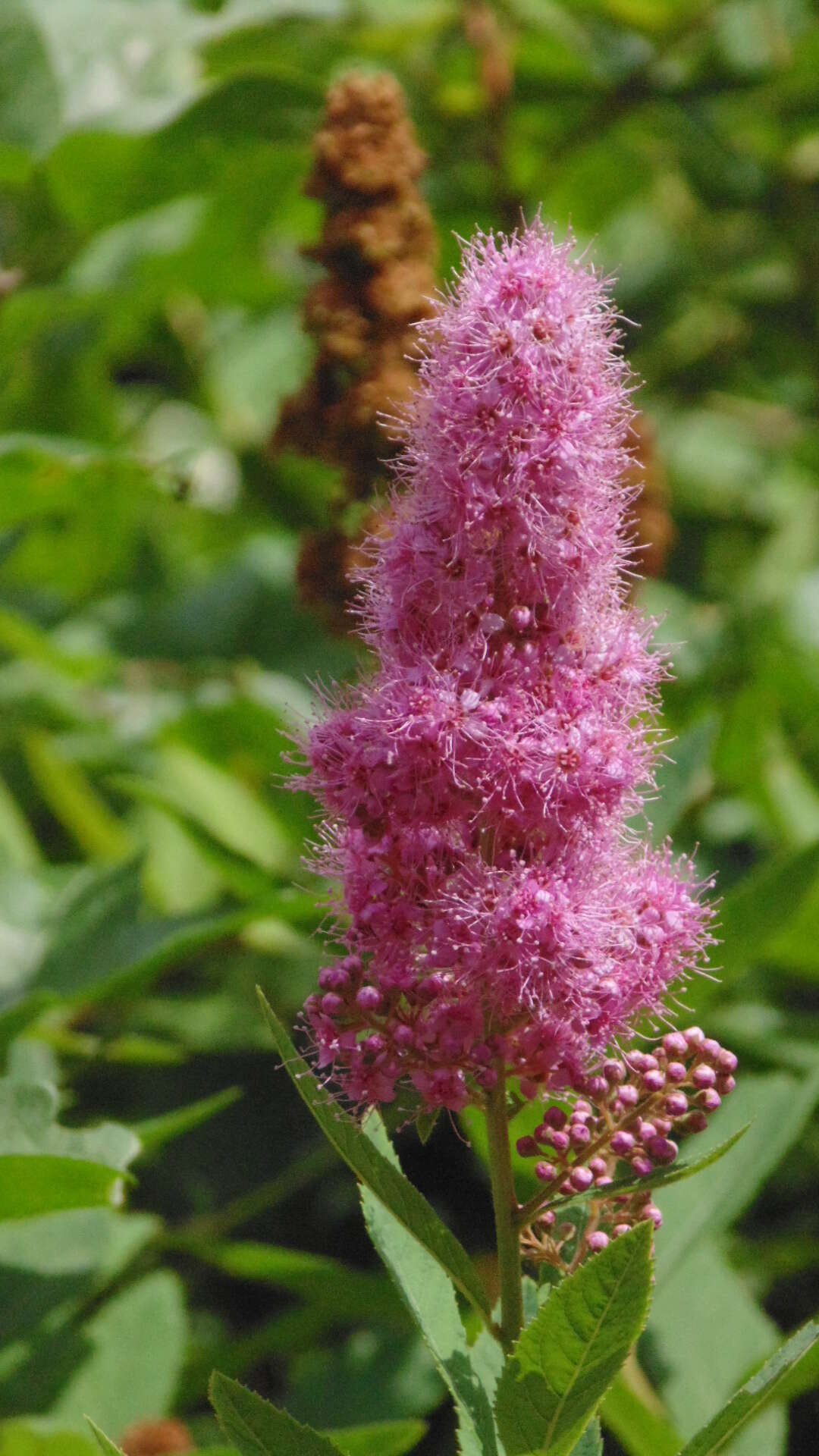 Слика од Spiraea salicifolia L.