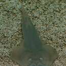 Image of Common Shovelnose Ray