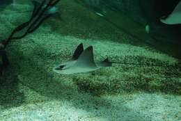 Image of Cownose rays and Flapnose rays