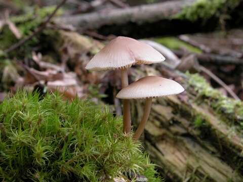 Image of Bonnet Mushroom