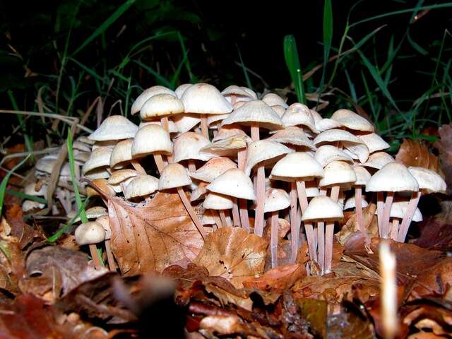 Image of Bonnet Mushroom