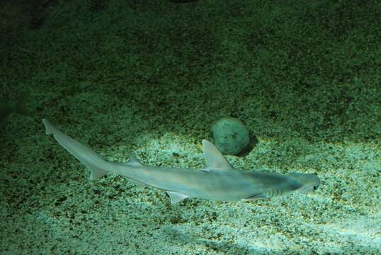 Image of Hammerhead shark